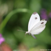 Leptosia nina Fabricius, 1793